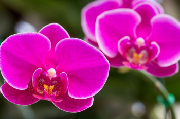 Асыл адамдан орхидеянын жыты келет