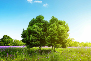 Окумуштуулар өсүмдүктөрдүн «ой жүгүртүү жөндөмү бар экенин» аныкташты